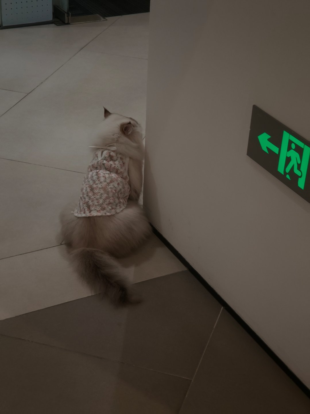 上两天看完白宁老师的震哥采访震哥说发微博是为了记录自己活过没有记录就没有发生我昨