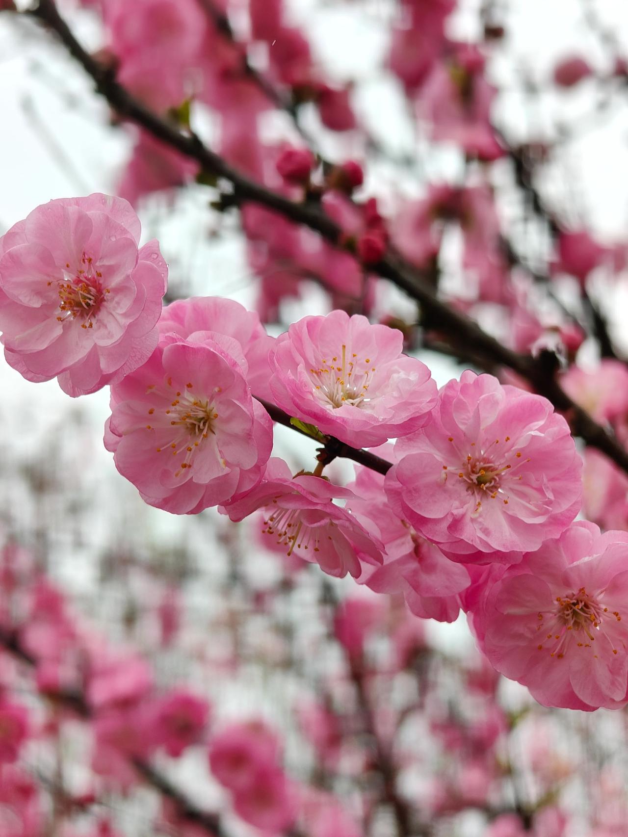 粉粉的樱花缀满枝头晒晒你拍的花 抖音邀你来赏花 用一张照片证明你是花友 植物摄影