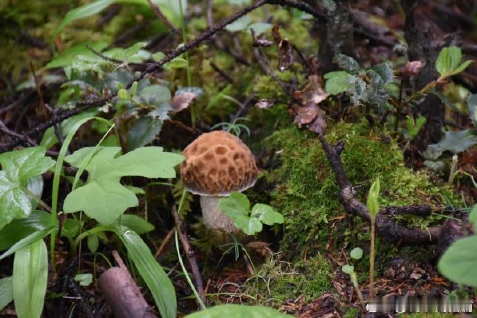 云南旅行进山碰到很多不认识的蘑菇（除了图一、二），其他的不要乱采小心中毒哦！越是