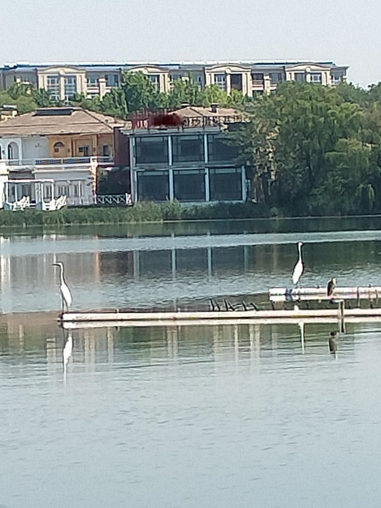 鸢都湖上的来客。