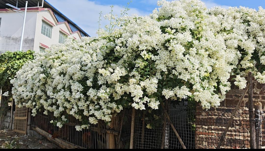 原来把三角梅种在鸡窝里，她会回报给你一片花海