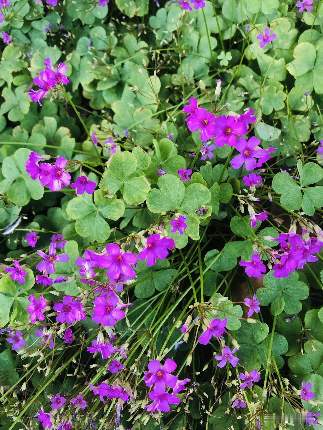 今天早晨去梧桐河小树林里跑步，满地酢浆草铺成绿油油的小毯子，细碎紫花星星点点缀在