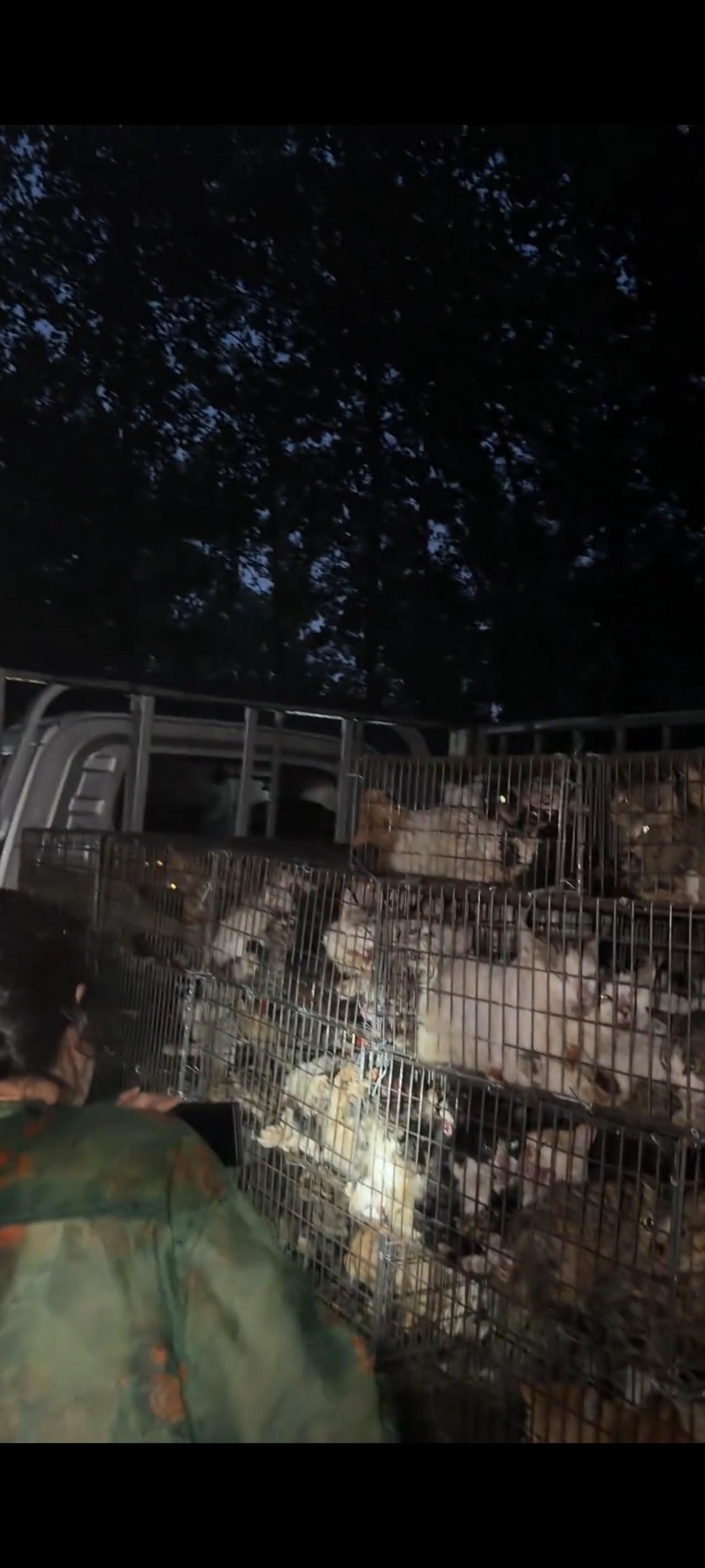 这段令志愿者和爱猫人士无比难忘的视频画面，拍摄于5月31日傍晚7点左右，位于某市