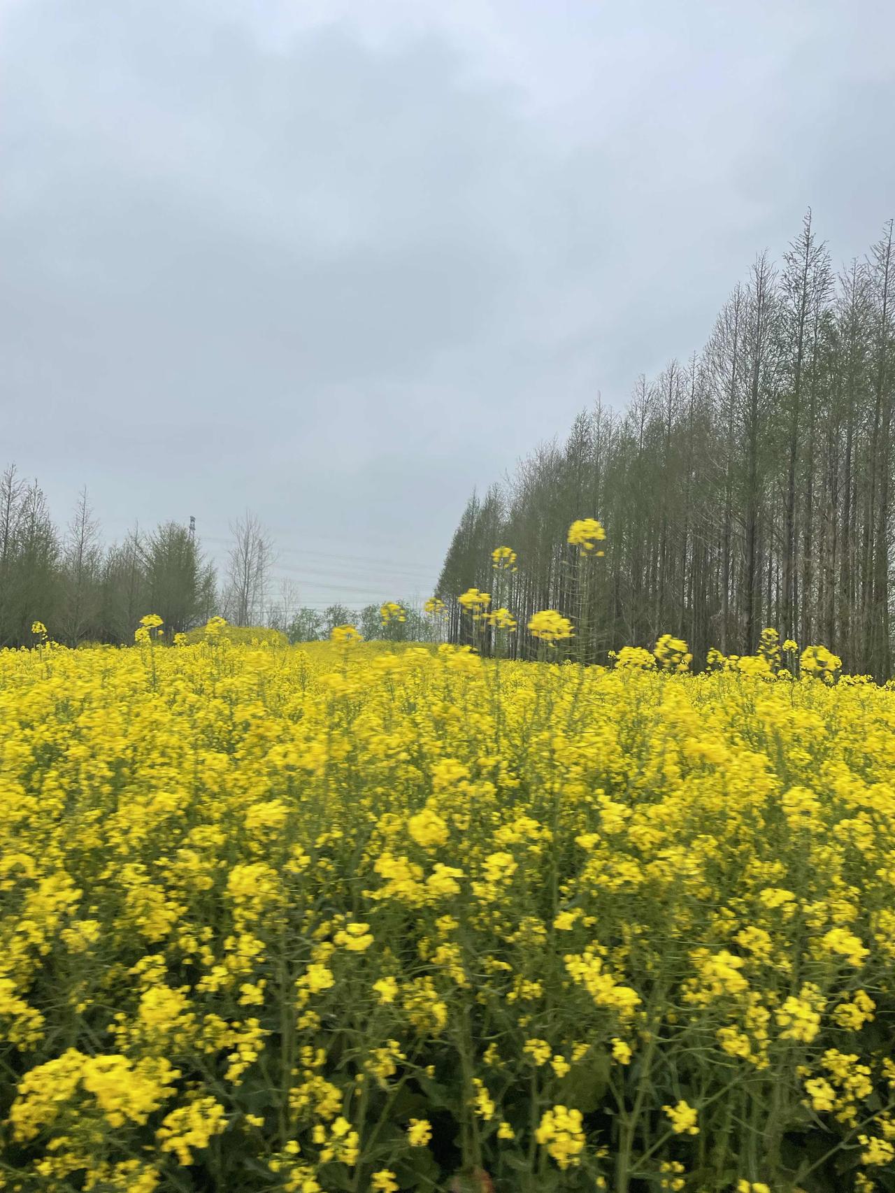 东台站至泰州南站的城际铁路项目该项目就是很好的将姜堰站和泰州站以于未来的扬泰机场