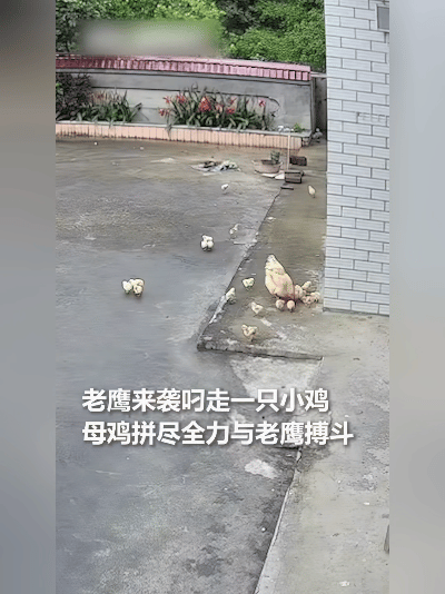 炸裂！四川老母鸡为护崽，敢跟老鹰拼命！这股狠劲看得人直竖大拇指！
 
就在前几天