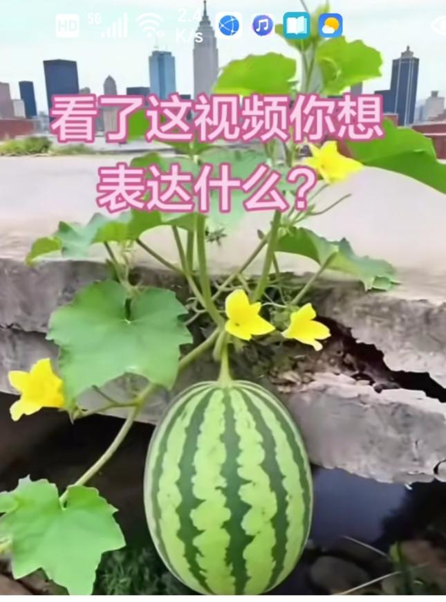 〔欣赏图片〕
图中画面真的挺好；
美景净收眼底之中；
种子生命太强大了；
混凝土