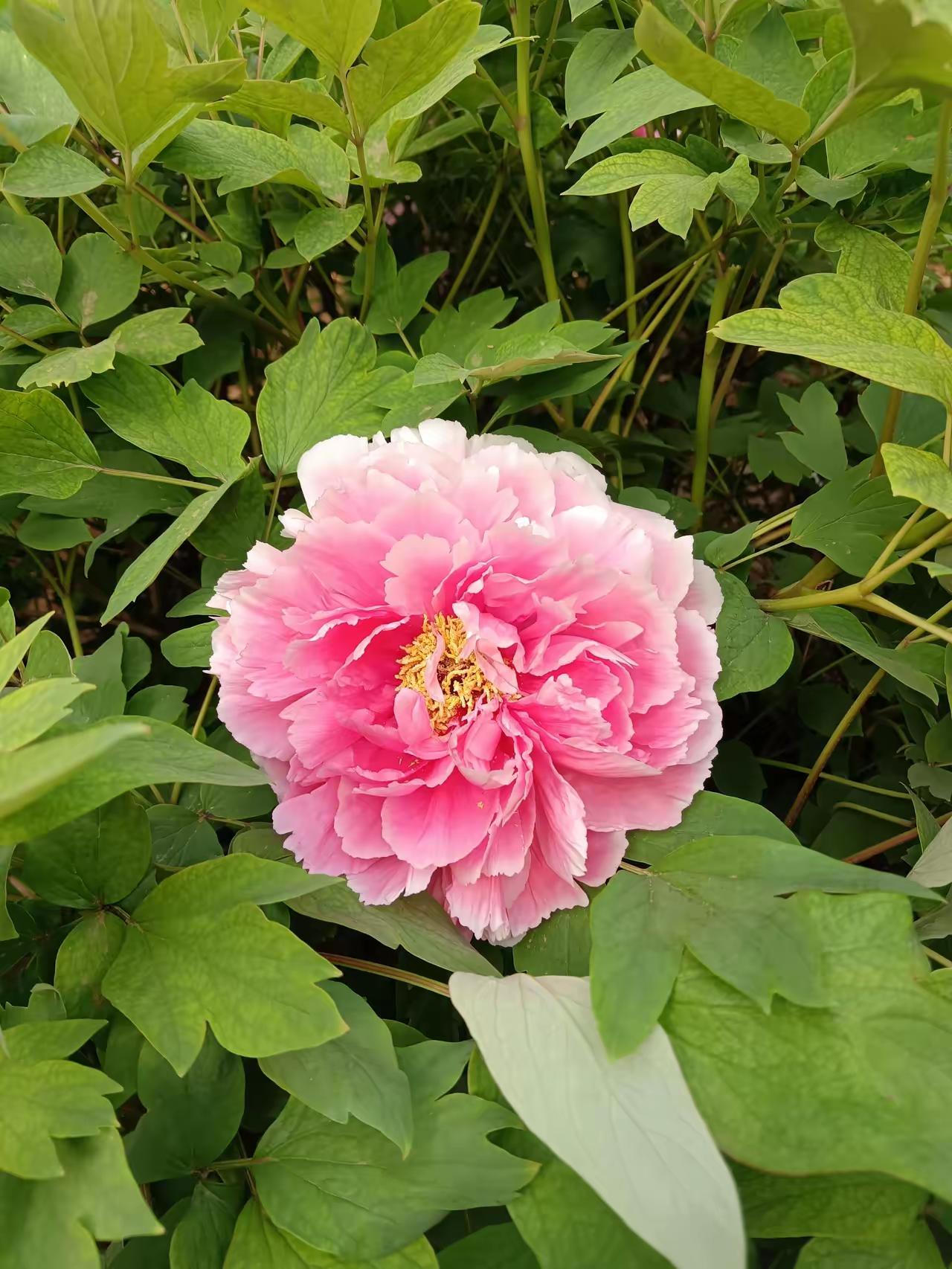 庭前芍药妖无格，池上芙蕖净少情。
唯有牡丹真国色，花开时节动京城。5名美国顶尖科