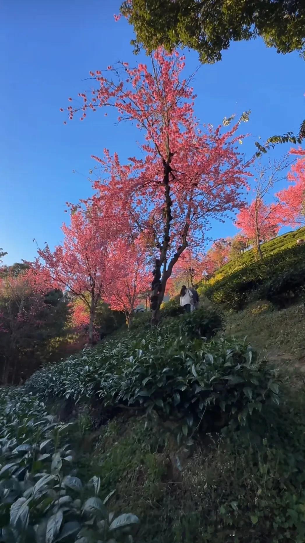 分享一张你最近随手拍的照片吧茶园风光无限。