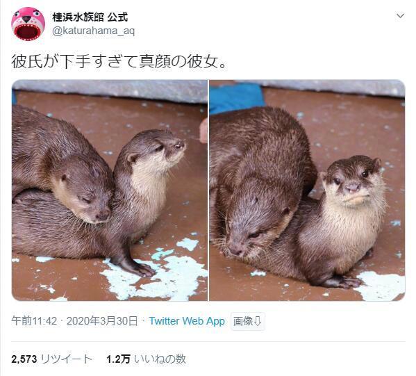 摆着“我男朋友真没用”严肃脸的水獭女朋友，仿佛听到了透出屏幕的一声“呵，就这？”