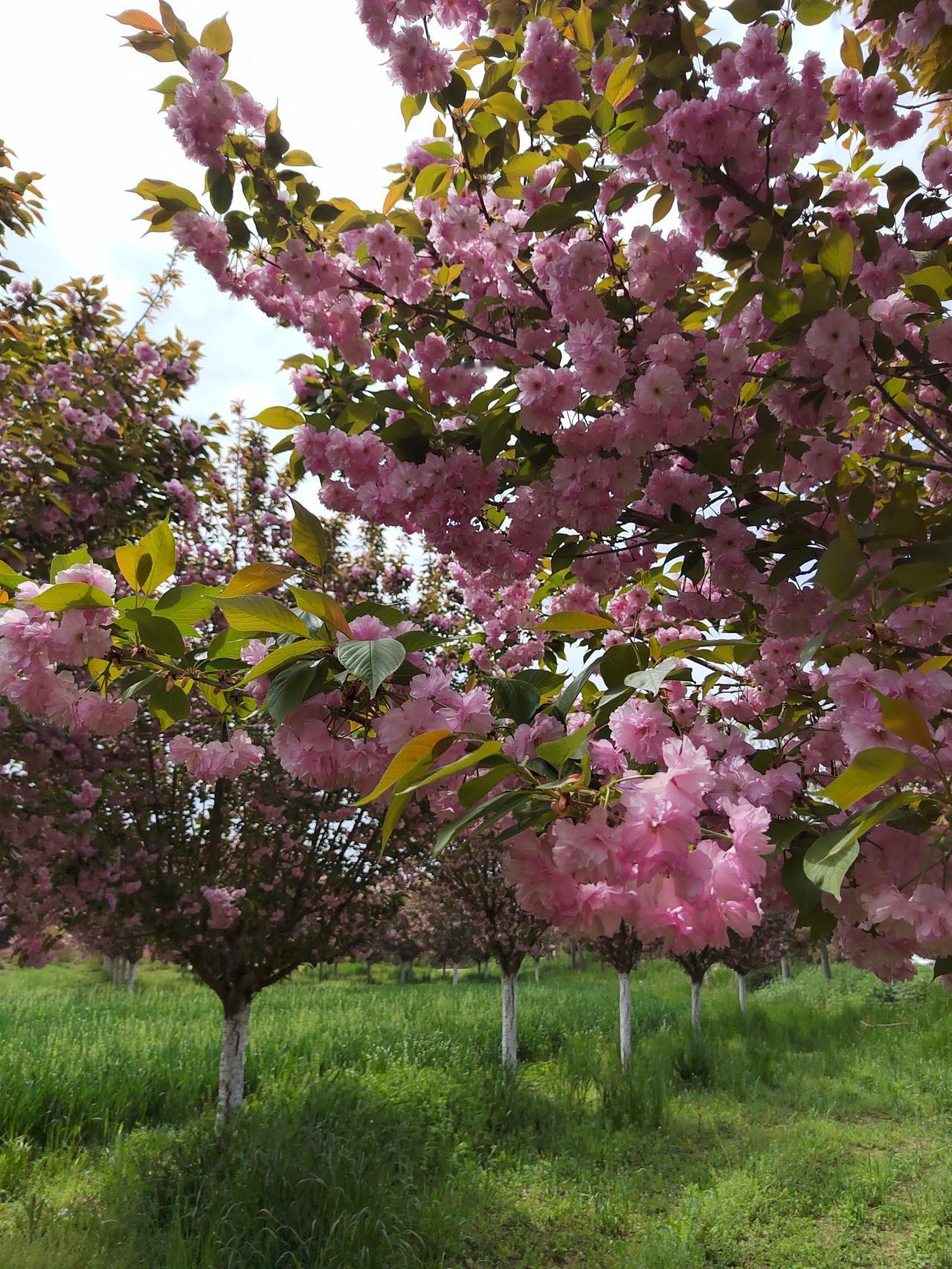 周至终南镇，樱花树下支个桌，歇歇脚。油菜花田走一走，拍个照。