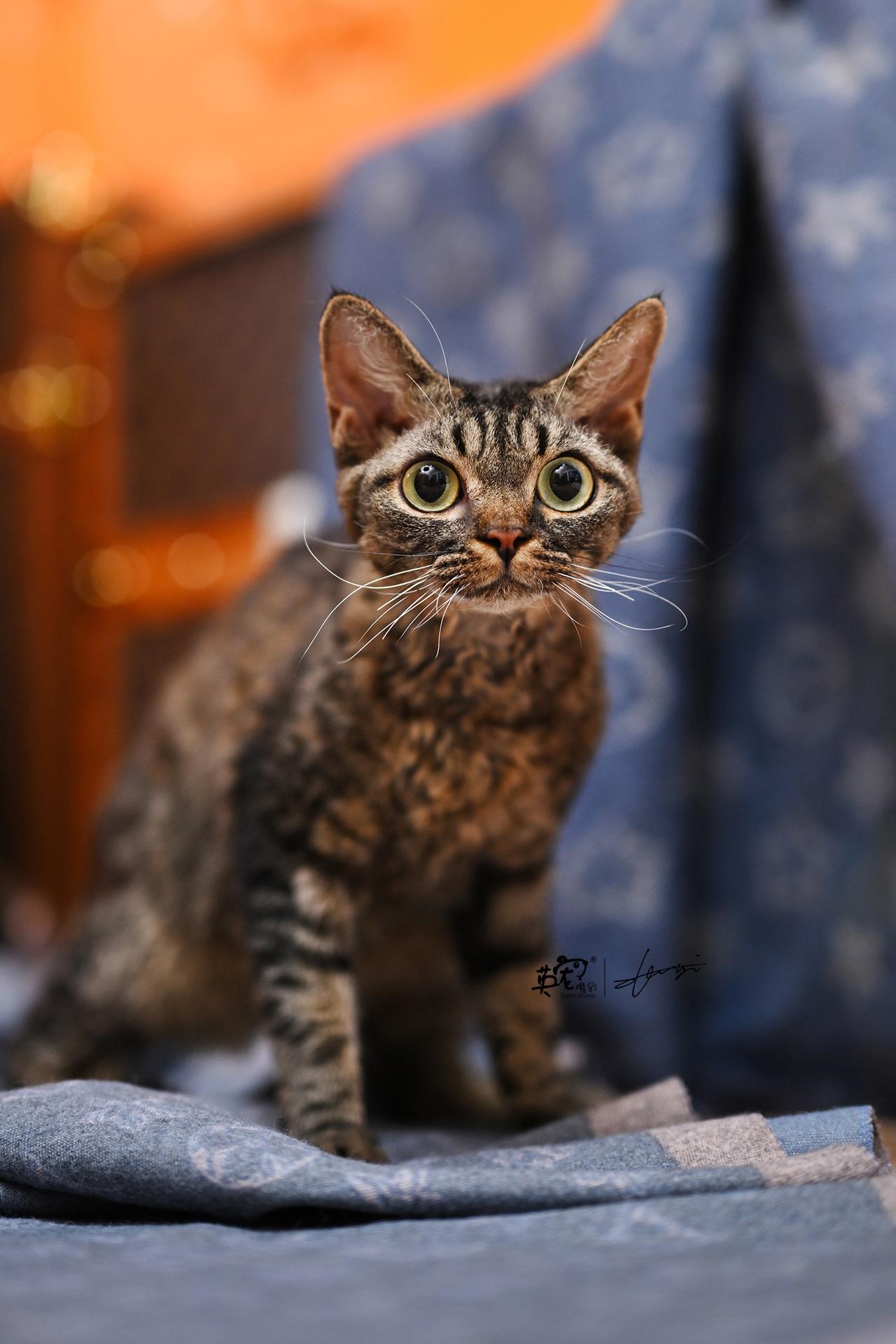 Oi，oi，oi
这么富贵的小猫咪，当然要用正版LV包包当布景才能匹配身价拉🤩
