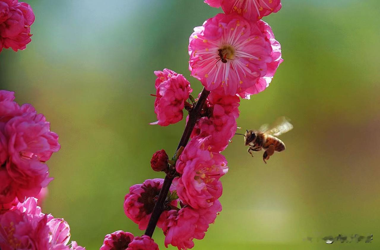 拍飞翔中的蜜蜂不容易呀，600mm镜头端了半个小时，拍了几十张，真正清晰背景又好