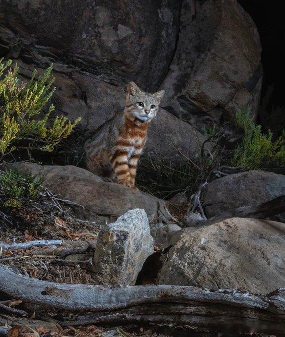 神秘野猫现身智利荒野：红外相机首次捕捉珍稀科洛科洛猫海外新鲜事 在智利埃尔基谷地