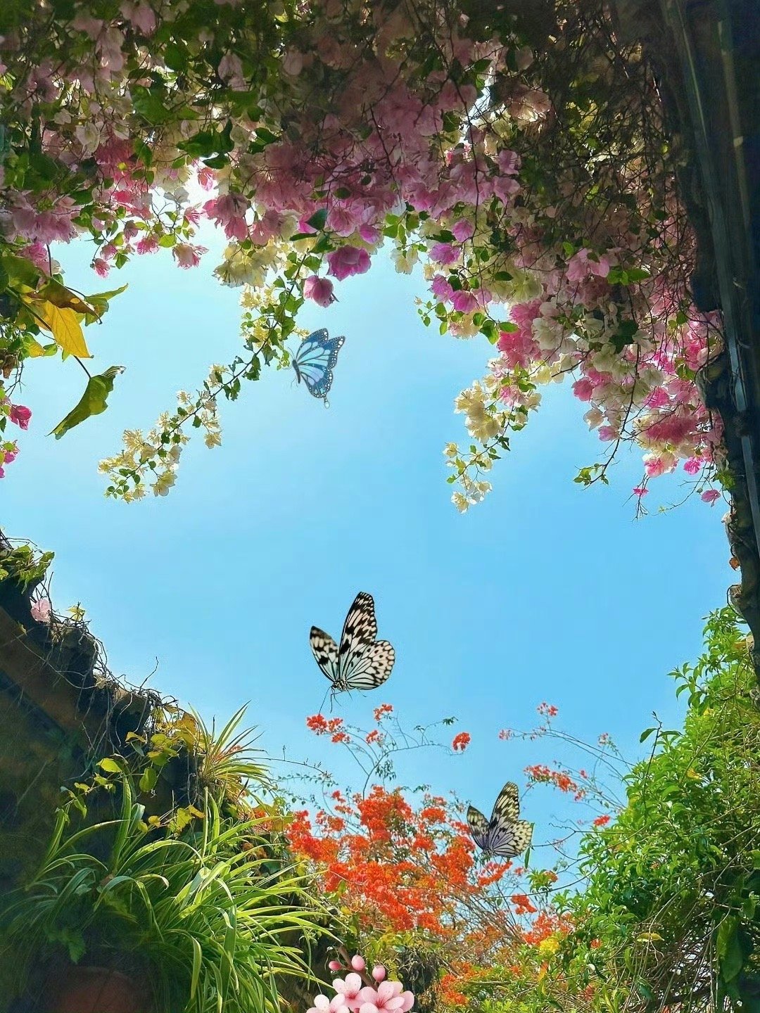 万物美好，我在中央。—— 田维《花田半亩》 