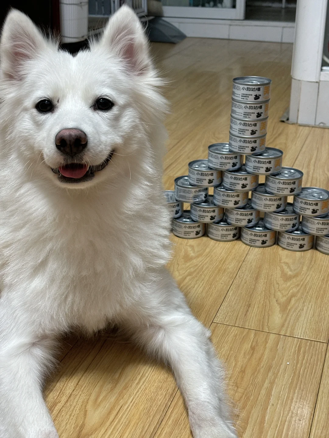 美毛打卡第一天｜小团专属罐罐小塔🥫