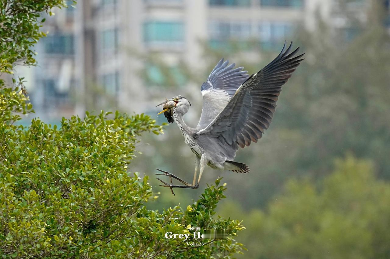 《深圳“常客”满载而归》