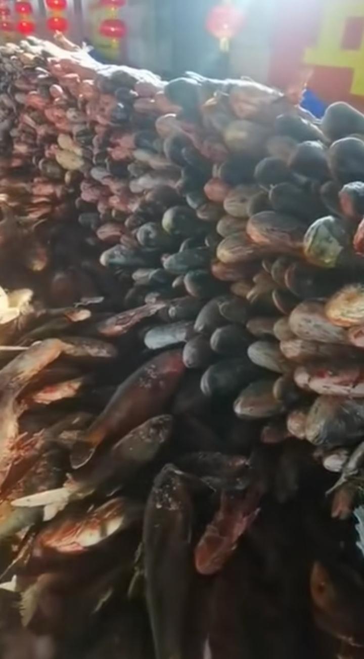 今年查干湖的鱼卖不掉了，原因都懂的！五常的大米，查干湖的鱼，阳澄湖的大闸蟹，篮子