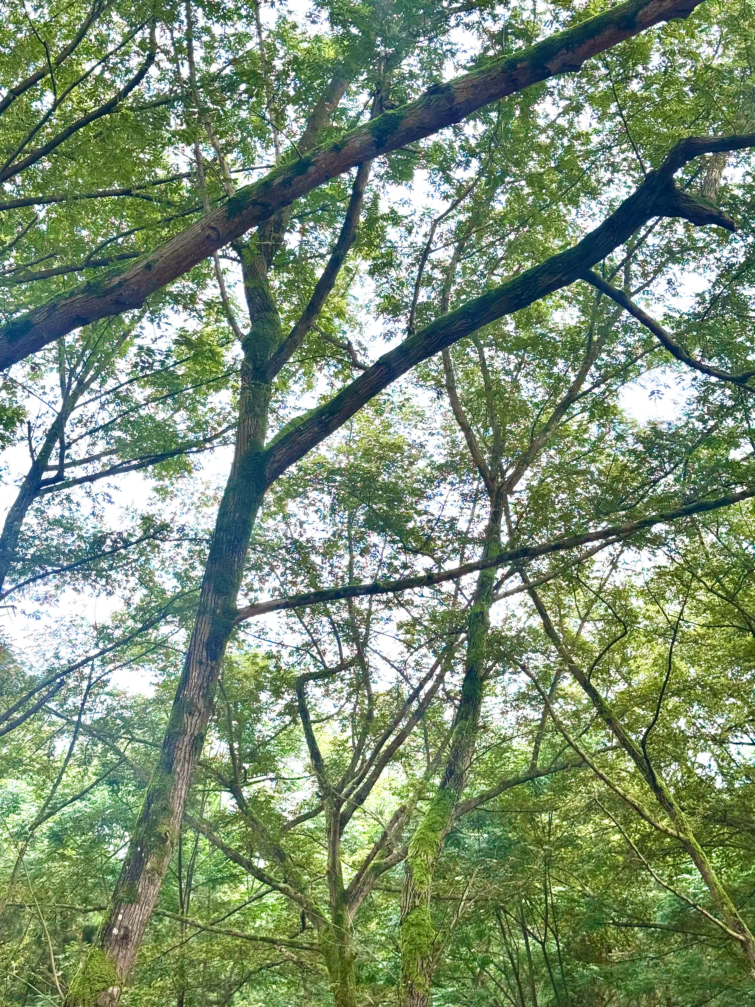 我真的会以为这里是热带雨林气候。 