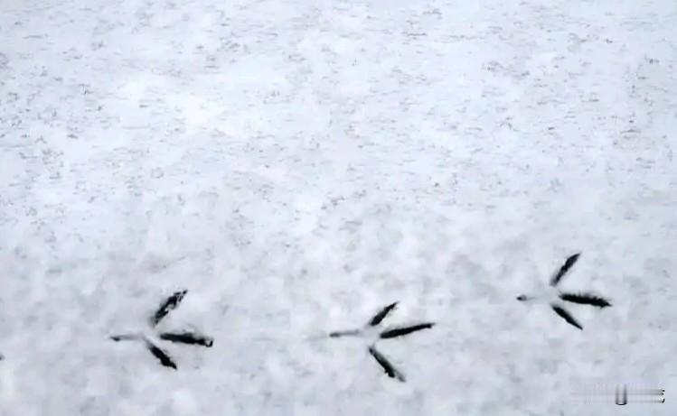 苏轼《和子由渑池怀旧》“人生到处知何似，应似飞鸿踏雪泥。泥上偶然留指爪，鸿飞那复