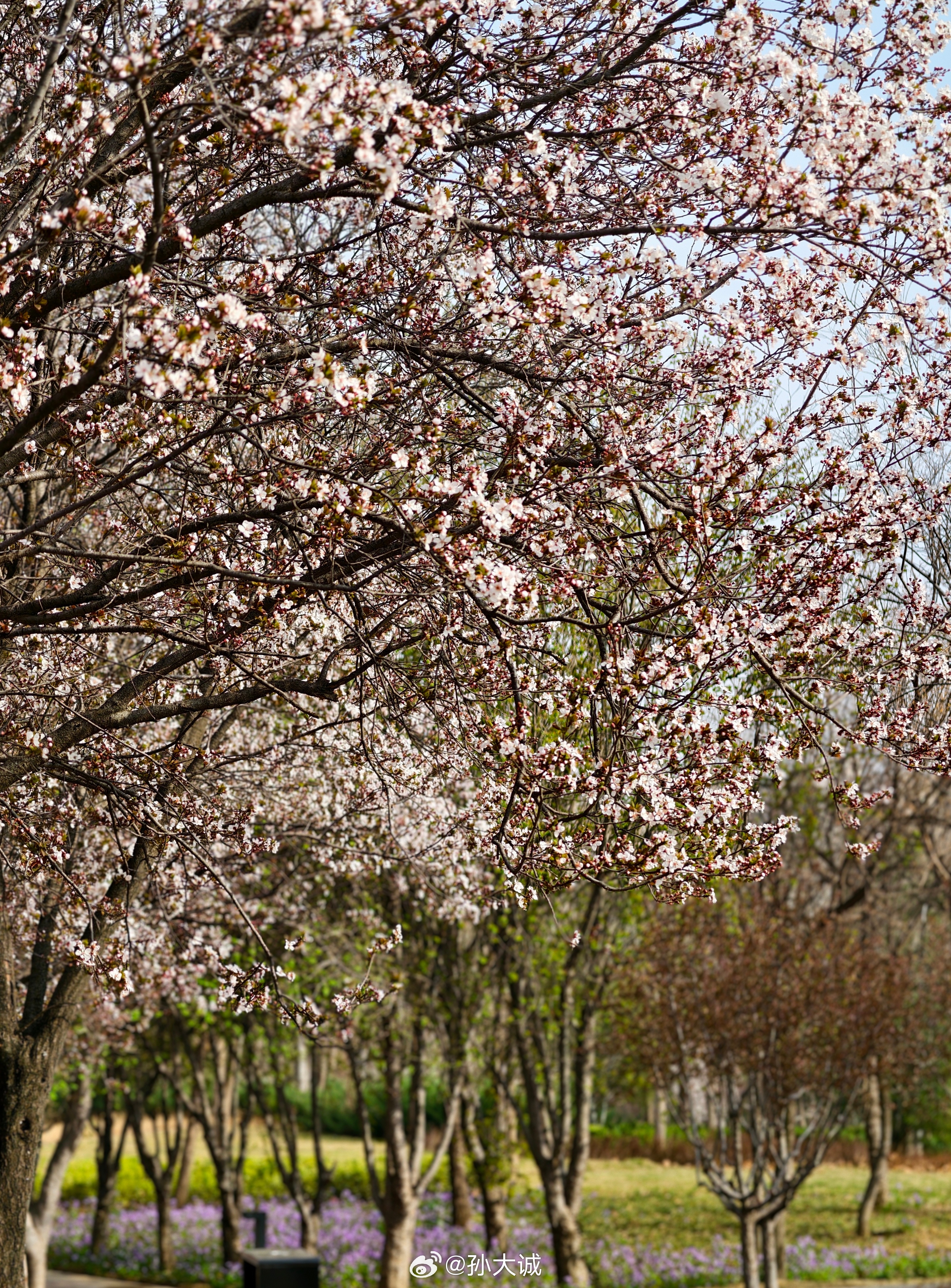 鸡鸣寺樱花 不一定要到南京其实哪儿都有樱花！又到了一年露营季~寻得一片开满鲜花的