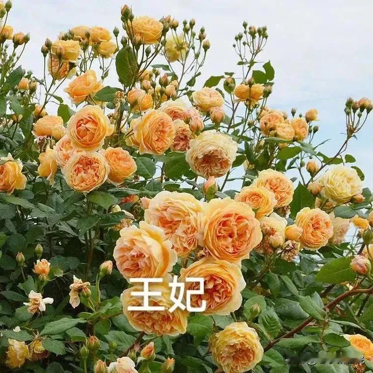 对于很多喜欢在庭院里面种植花卉的业主来讲，欧洲月季应该是他们首选的花卉，特别是那