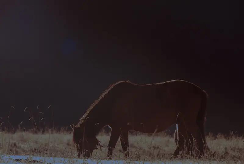 上联：人无横财人不富，
下联：马无夜草马不肥。