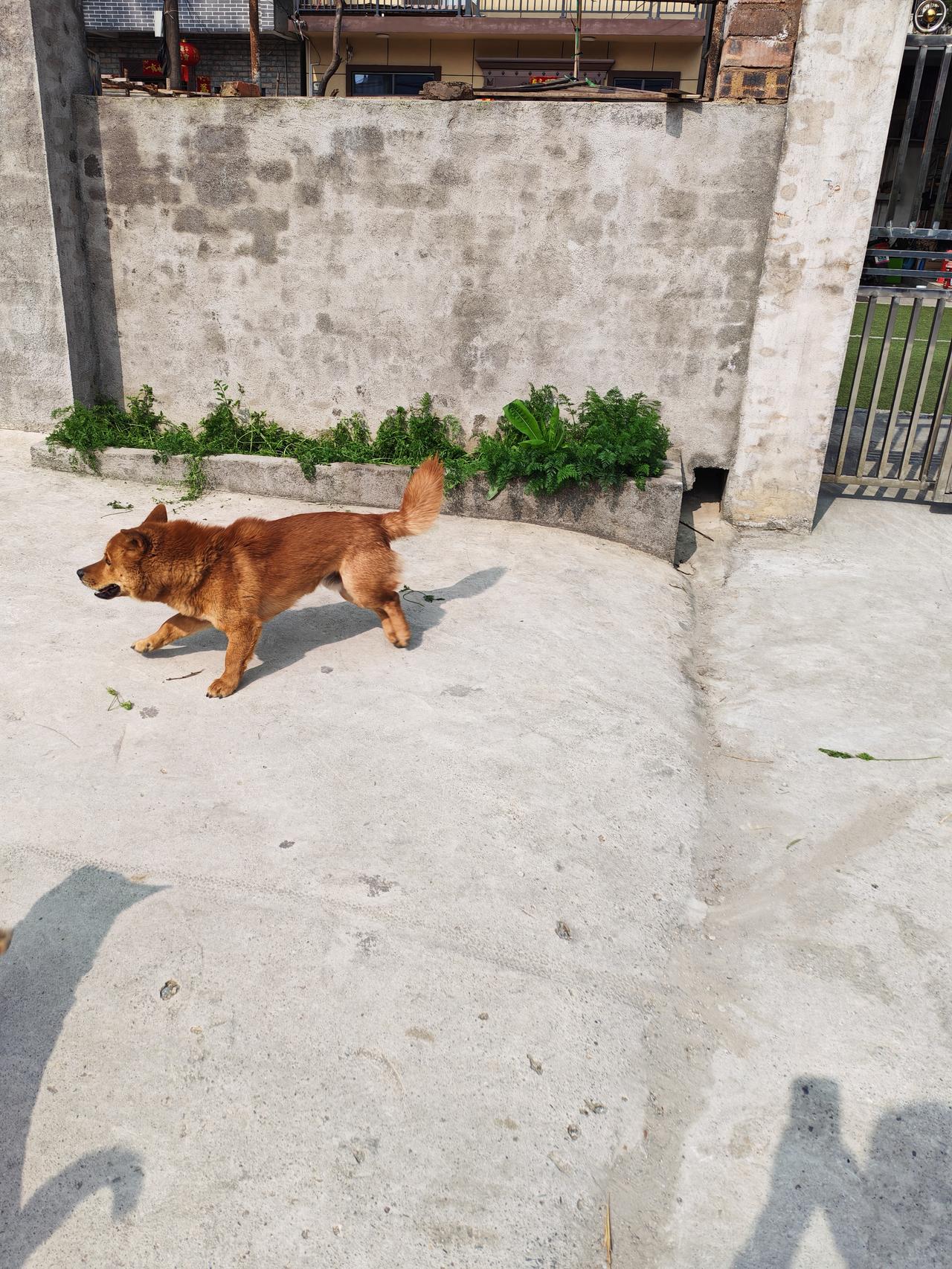 路边偶遇一只爱笑的小黄狗🐕

今天最开心的小事，就是在路边撞见这只毛茸茸的小黄