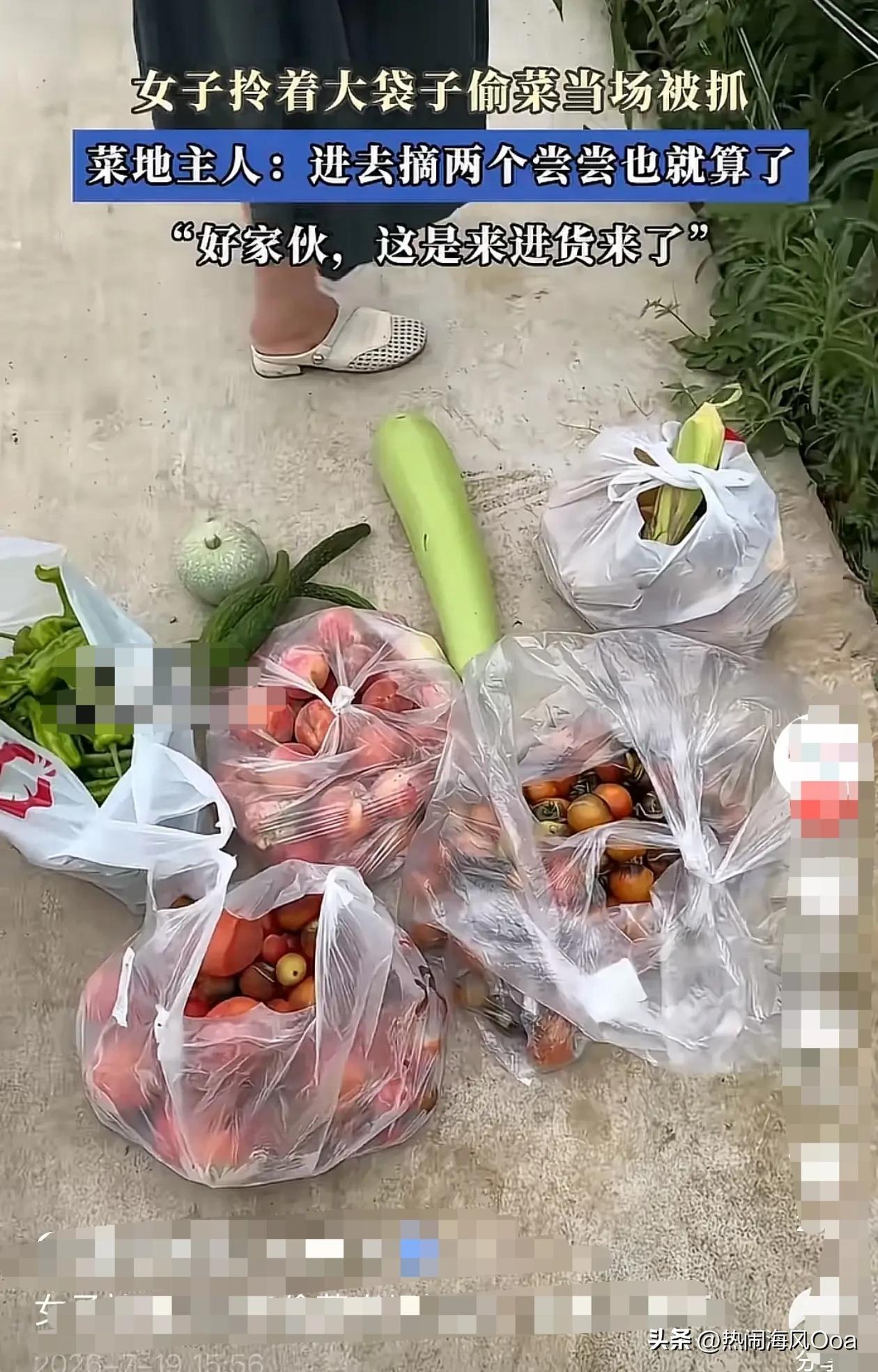 这也太贪心了！
偷人家的菜，就像摘自己家园子里的菜，真佩服这大妈的胆量和底气！