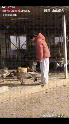 山东，一大学生放假回家，帮家里喂大鹅时，不料，一只大鹅竟叨女生一口，没成想，女生