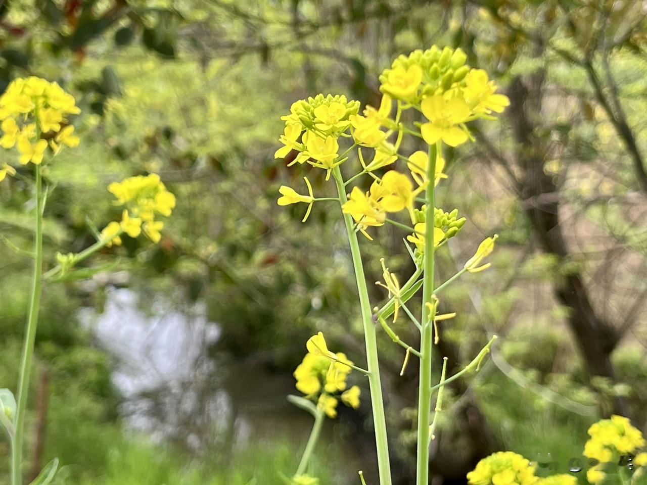 清晨阳光洒满一树树新绿，春风轻拂，尽显自然大美。我在窗前静听鸟鸣，看众鸟起落翩飞