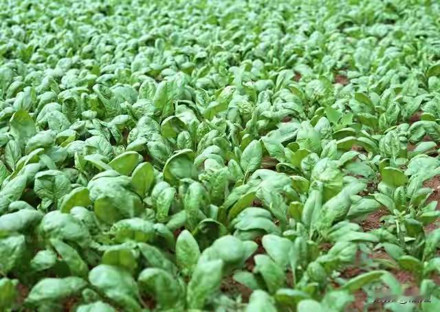 《青菜，平凡日子里的温柔滋养》

在这个喧嚣浮躁的时代，谁能想到一碗简单的青菜，