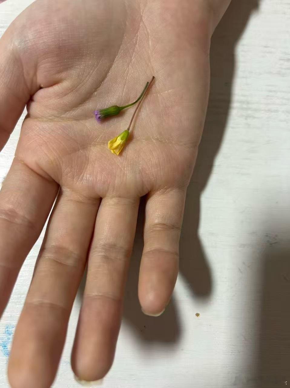 今天才知道女儿每天放学雷打不动给她妈妈送小花 我女儿怎么这么可爱。 