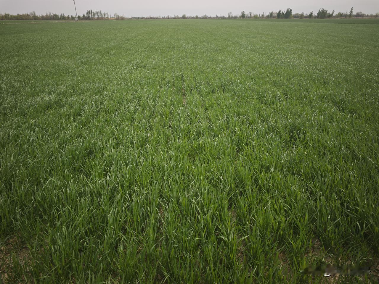 今年春天最想实现的心愿 今年春天，我最想实现的心愿就是祖国繁荣富强。祖国繁荣是我