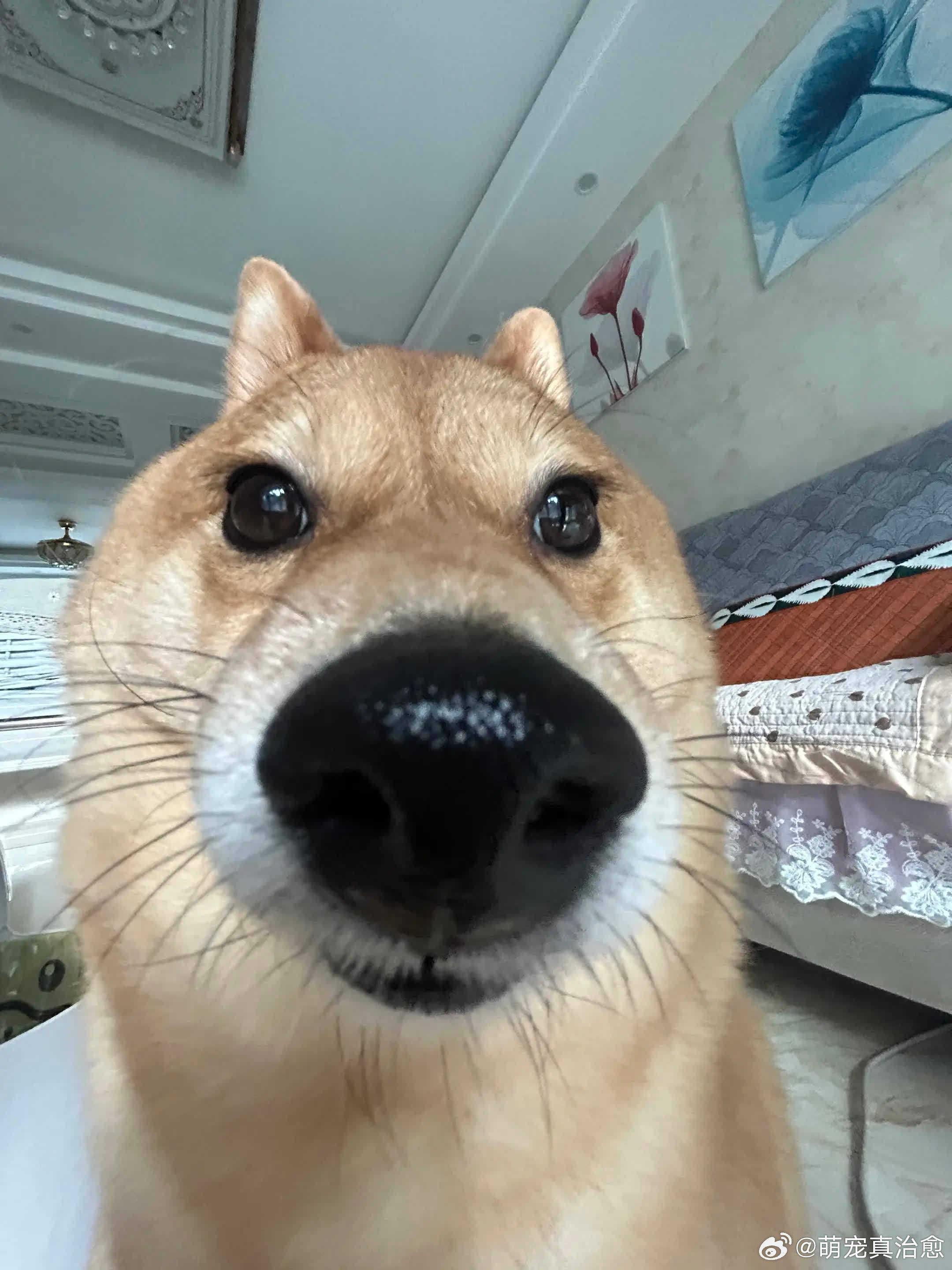 没事 你继续刷视频。我的消息就是不看是吧萌宠宠物