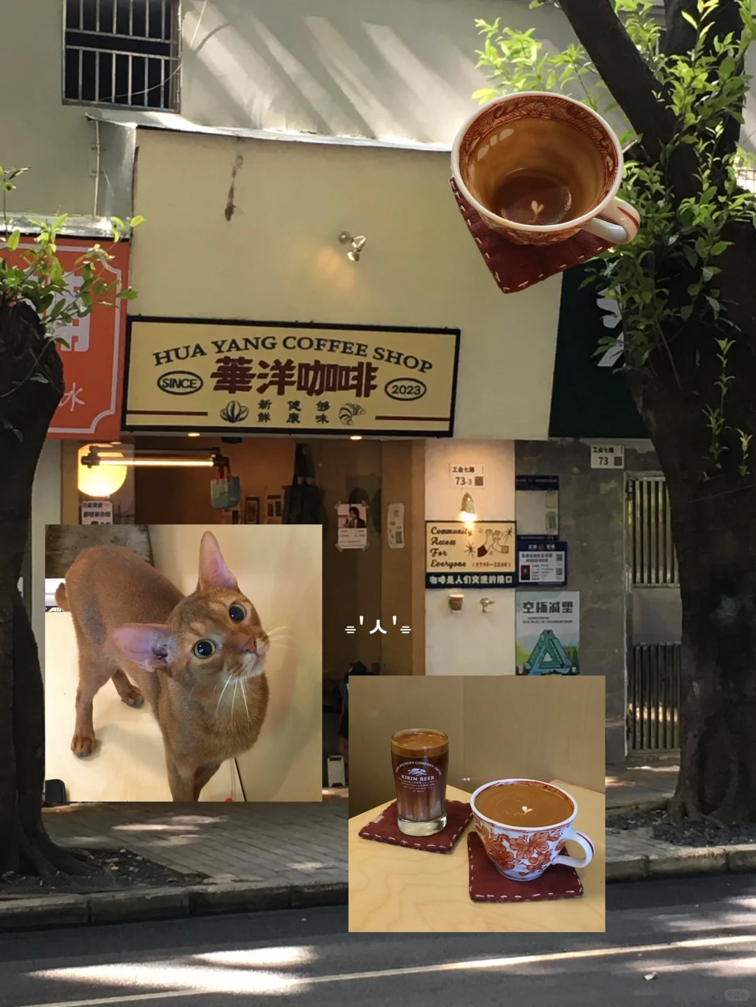 深圳 | 好天气来华洋饮啡☕️ *ﾟ🐈️ + .*˖