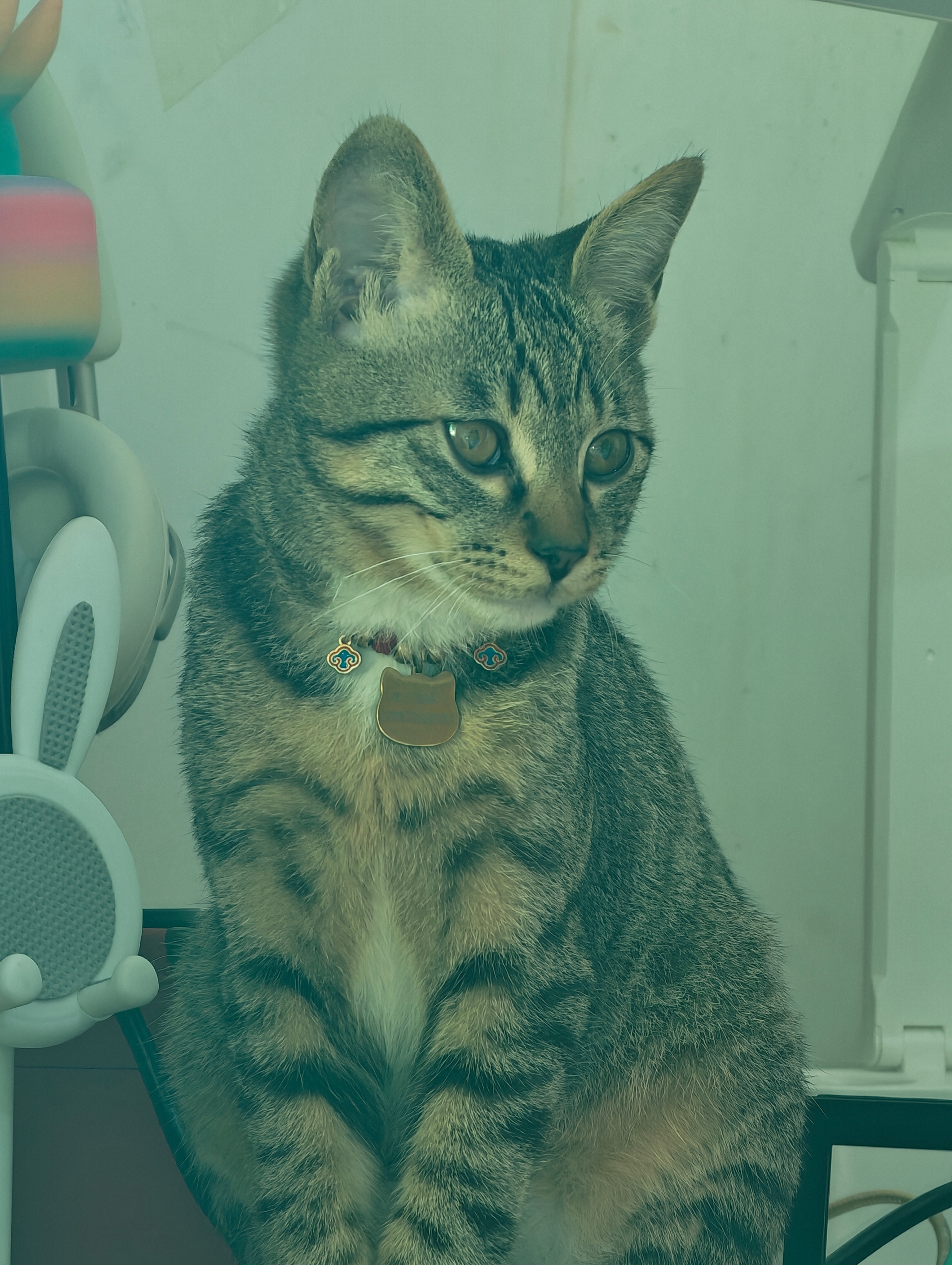小猫还原自己摔伤过程身边朋友总说小猫咪傻乎乎的，其实它们可精了！我家猫就是典型，