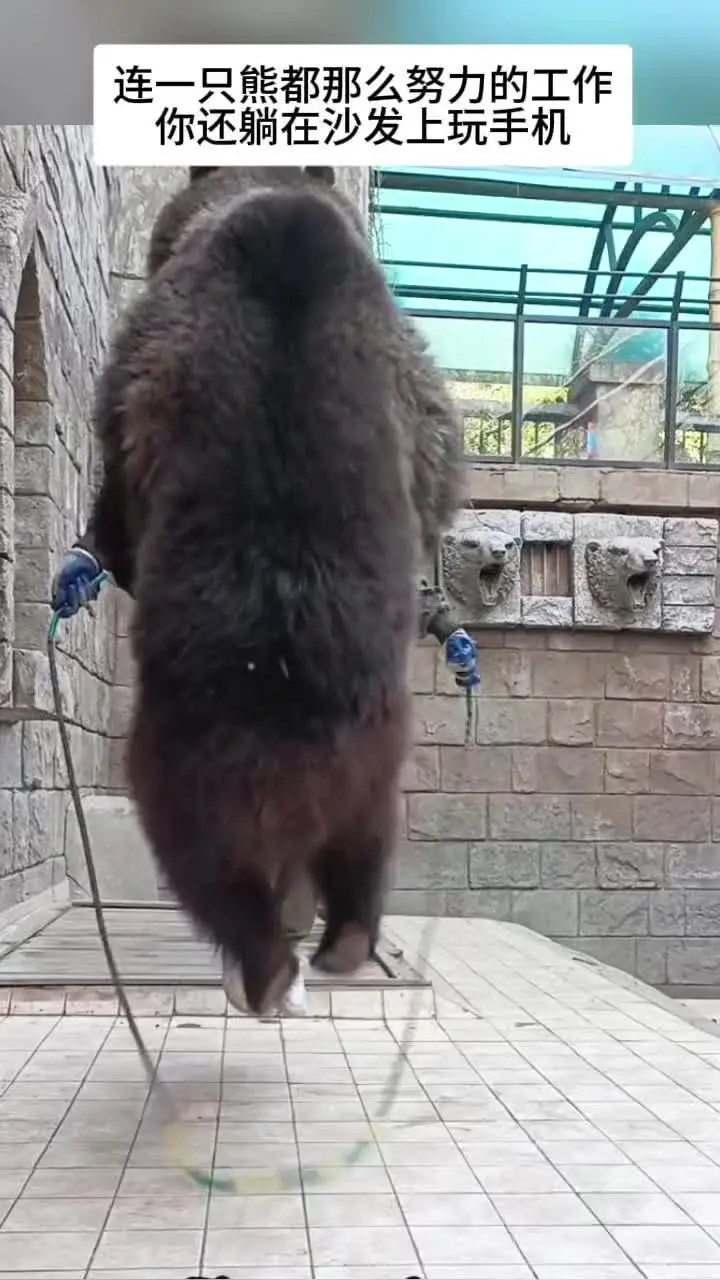 连🐻都那么努力了，你还躺床上玩手机