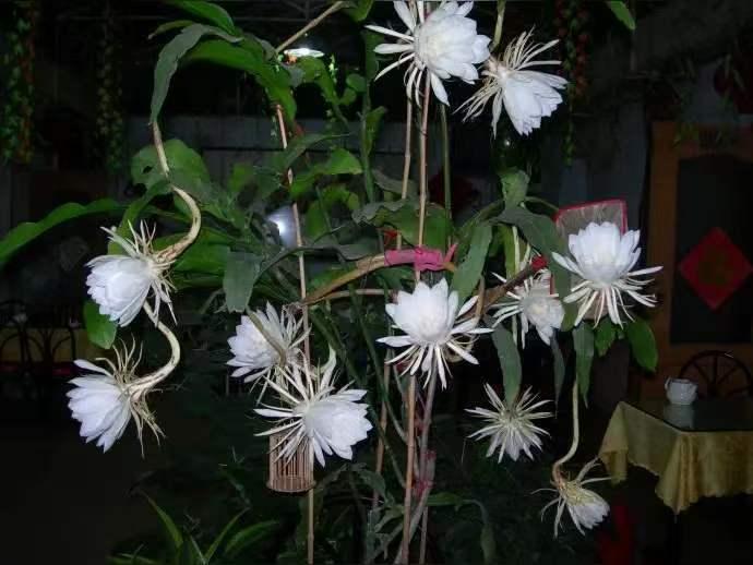 昙花
芳心不启待良辰，
非是孤高远俗尘。
夜色溶溶香乍泄，
开颜只为谢冰轮。