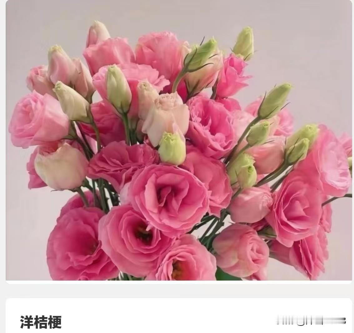 女士、男士们收到以下三
种花的你请用心留意啦！
众所周知，红玫瑰是最经典
的表白