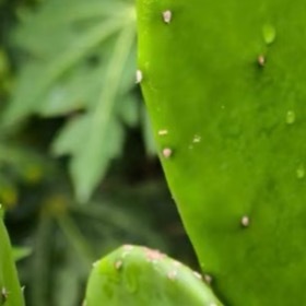 仙人掌的种植方法一、土壤选择选择排水良好、疏松透气的土壤，如沙壤土或添加蛭石、珍