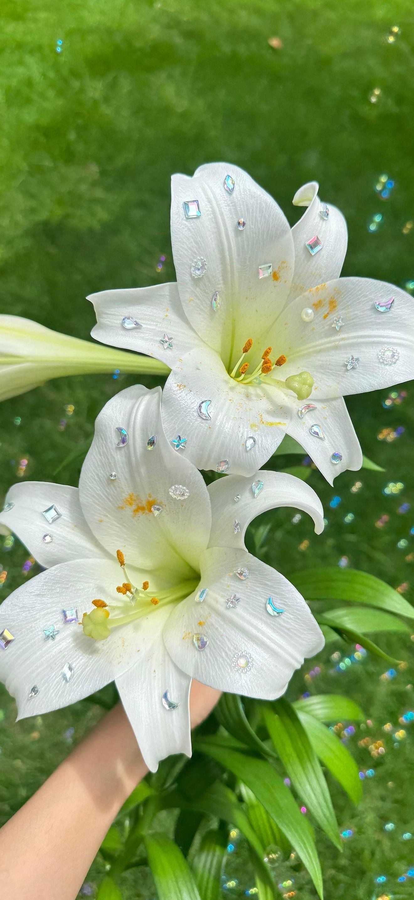 鲜花壁纸｜百合花壁纸･°𝓓𝓮𝓪𝓻 𝓛𝓲𝓵𝔂*:･° 