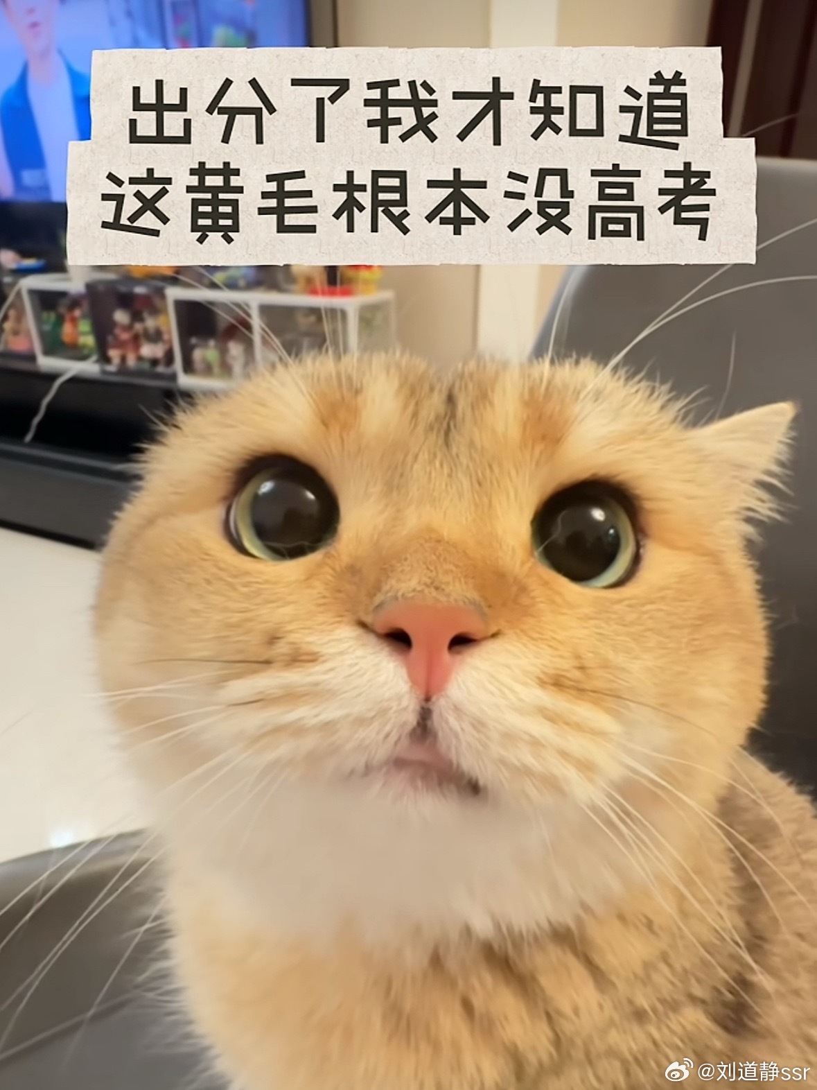 细思极恐！那么多小猫都没有报名过高考但是几乎每所学校都有小猫这背后到底有多少猫腻