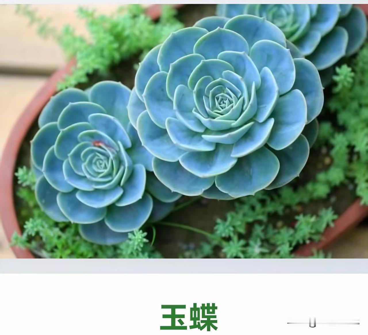 什么年龄段的人最喜欢养多肉
植物？
A.18-35岁的年轻群体
B.40-55岁