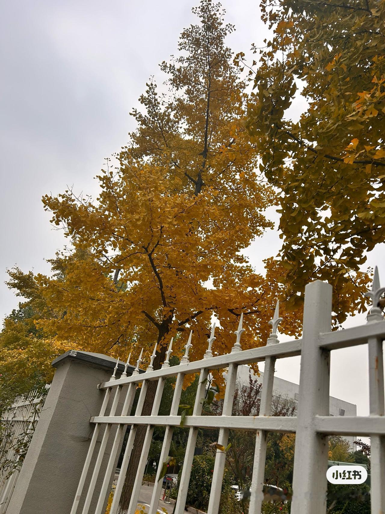 “金井梧桐秋叶黄，珠帘不卷夜来霜。”忽一日，路边的叶子就全黄了，秋霜降。秋风吹落