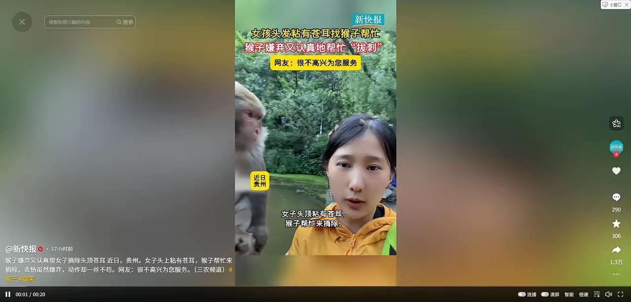 “比老公还靠谱！”女子让野生猕猴拔苍耳，猴子操作神似 Tony 老师，网友：这智