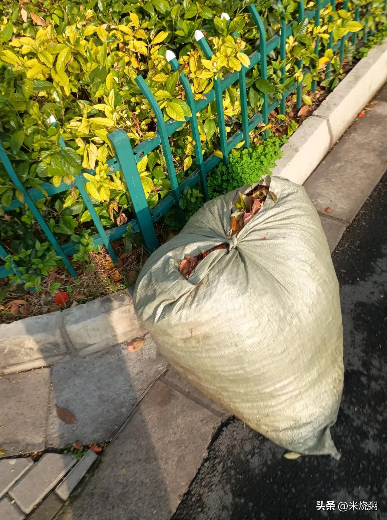 苏州，一场春雨一场落叶。
从今年起，落叶开始装袋了（图一）。
每年春季，苏州樟树