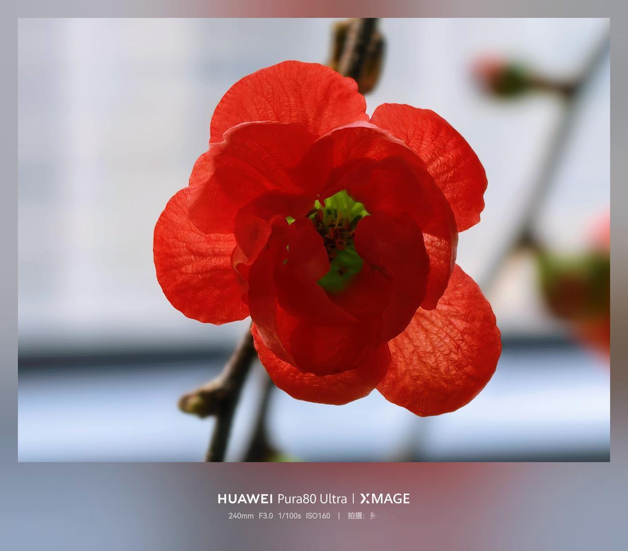 华为Pura 80 Ultra手里的春色:海棠花