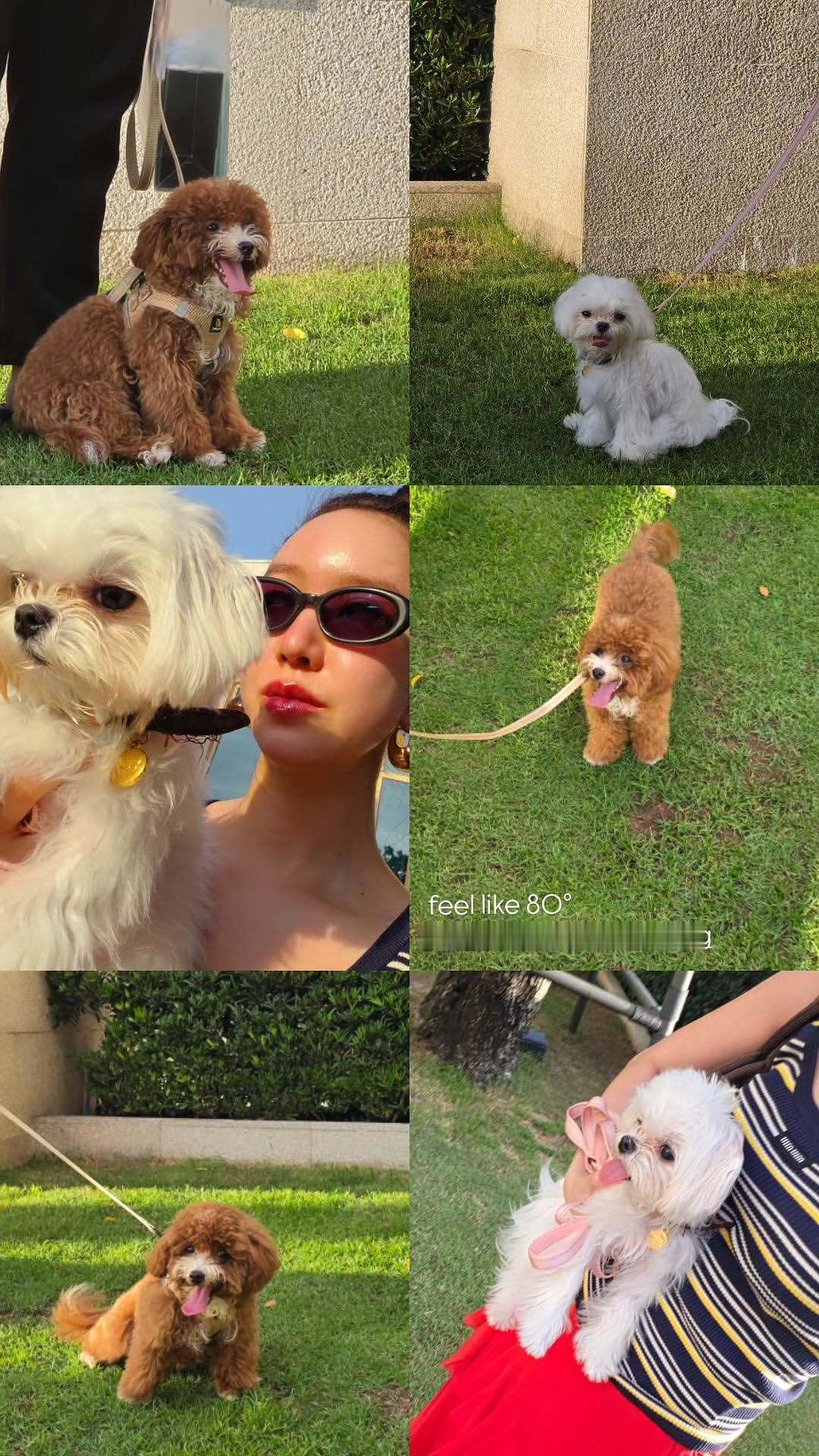 EnjoyJune🐈⬛🐶enjoyjune 猫猫出门遛狗啦  萌啊萌 
