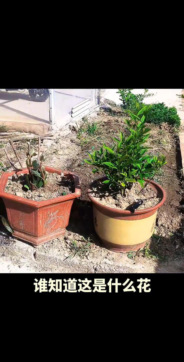 谁知道这是什么花？