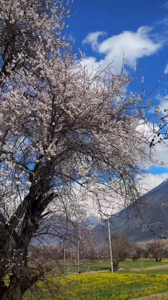 3.27📍林芝各地桃花盛开实况，要去的尽快改